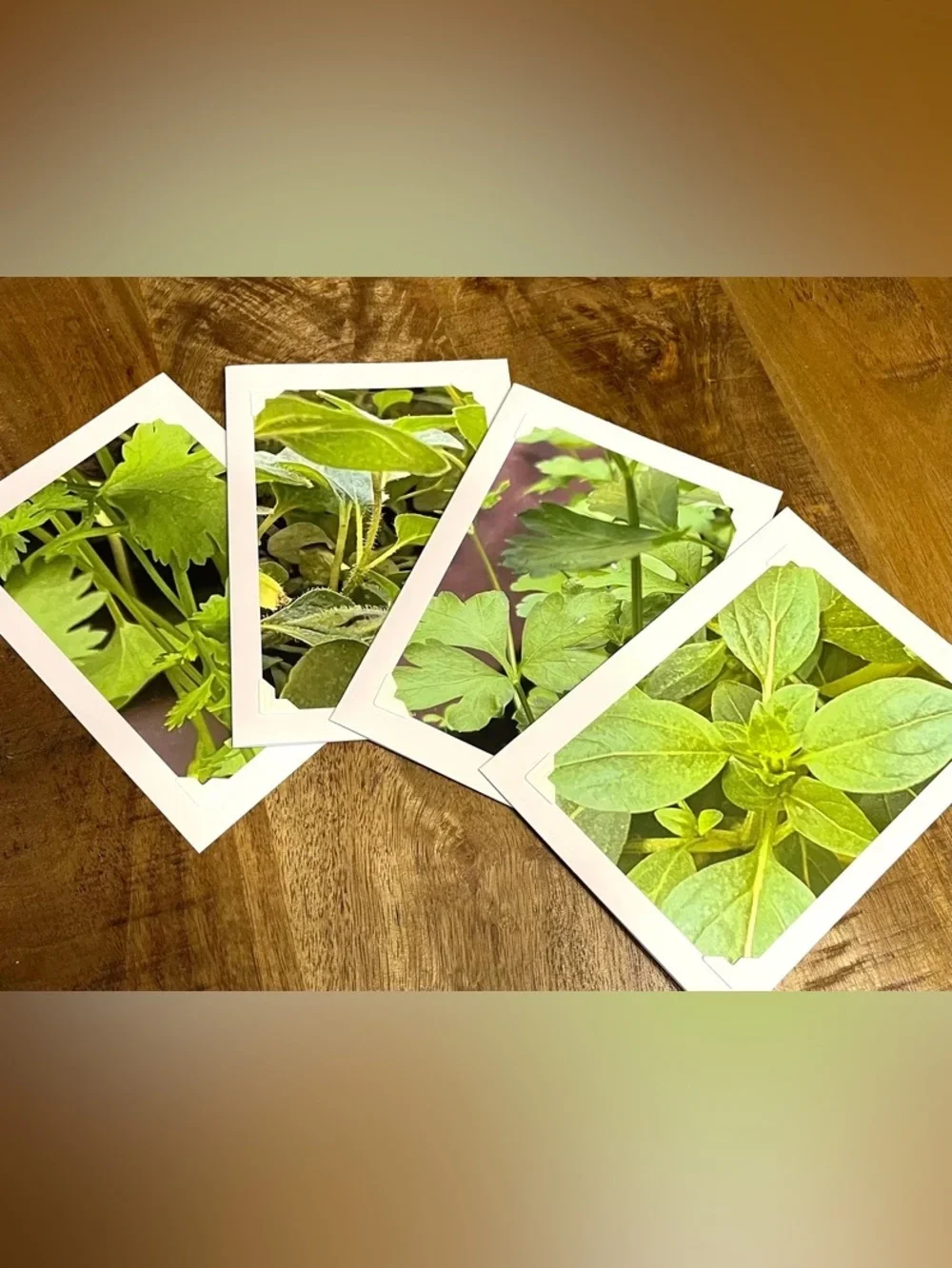 Green Botanical Greeting Cards - Set of 4